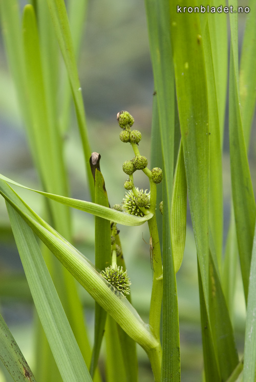 Kjempepiggknopp Sparganium ramosum Branched Bur-reed Kjempepiggknopp