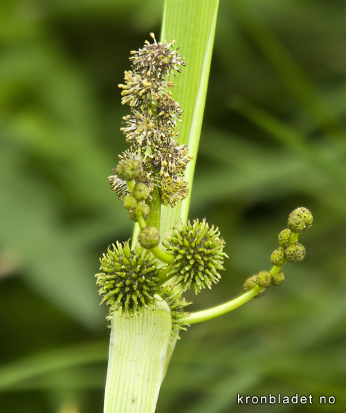 Kjempepiggknopp Sparganium ramosum Branched Bur-reed Kjempepiggknopp