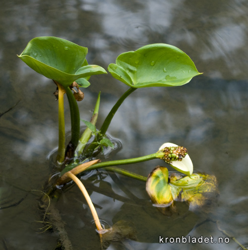 Myrkongle Calla palustris Bog Arum Myrkongle