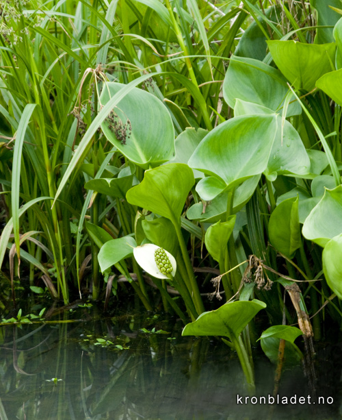 Myrkongle Calla palustris Bog Arum Myrkongle