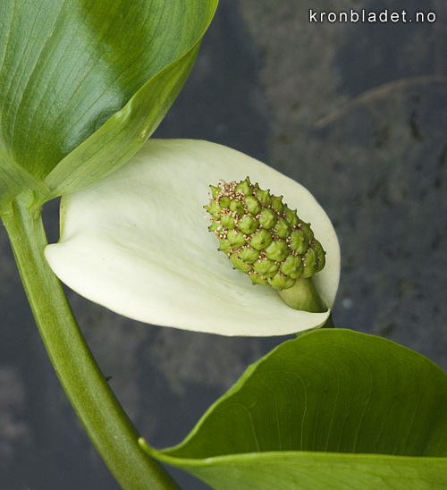 Myrkongle Calla palustris Bog Arum Myrkongle Myrkongle Calla palustris Bog Arum Myrkongle