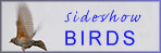 Fuglar - Birds