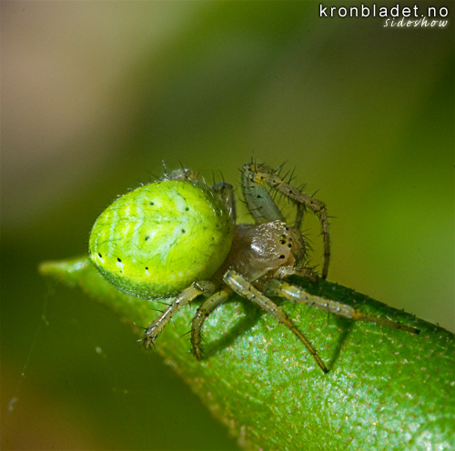 Grnvever (Araniella cucurbitina) - Grnnvever Cucumber green spider (Araniella cucurbitina)