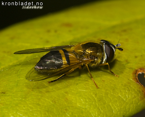 Blomsterfloge (Epistrophe eligans) Blomsterflue Hoverfly (Epistrophe eligans)