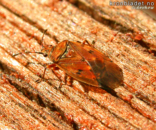 Bladteger (Miridae) leaf bug (Miridae)