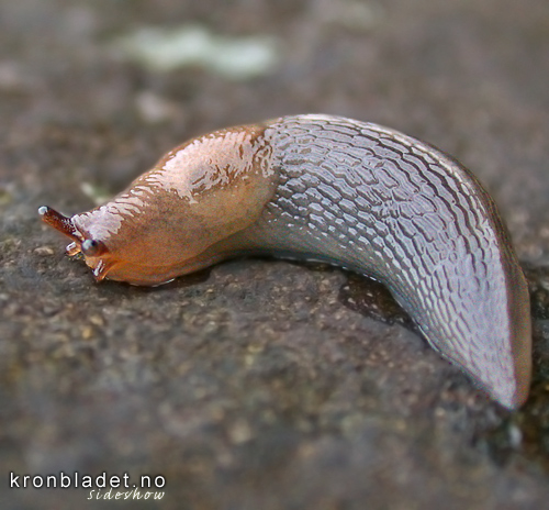 kersnigel (Deroceras agreste) - kersnegl Field Slug (Deroceras agreste)