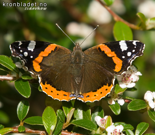 Admiral (Vanessa atalanta) fr oversida Red Admiral (Vanessa atalanta) - dorsal view
