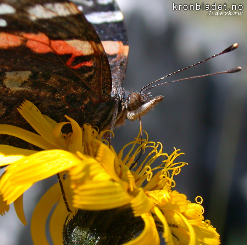 Admiral (Vanessa atalanta) suger til seg godsakene Red Admiral (Vanessa atalanta) - sucking up the good stuff