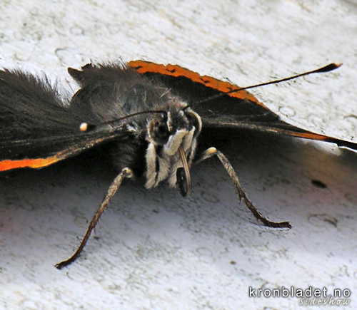Admiral (Vanessa atalanta) frontal, med samankrlla snabel Red Admiral (Vanessa atalanta) - anterior view with curled-up proboscis