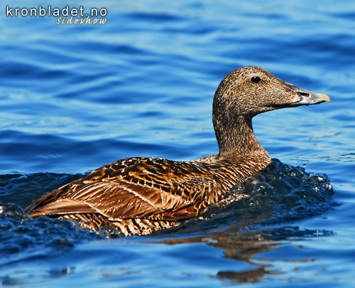 rfugl (Somateria mollissima), ho Common Eider (Somateria mollissima), female