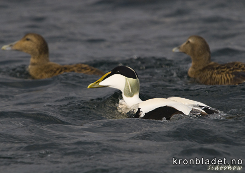 rfugl (Somateria mollissima), hann i front, hoer bak Common Eider (Somateria mollissima), male in front, females behind