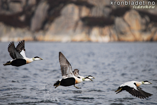 rfugl (Somateria molissima), hanner Common Eider (Somateria mollissima), males
