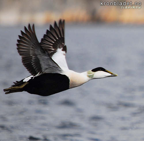 rfugl (Somateria mollissima), hann  Common Eider (Somateria mollissima), male