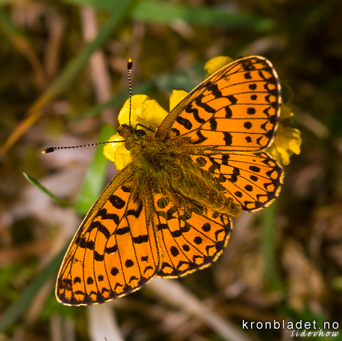 Aglajaperlemorvinge (Argynnis aglaja) Dark Green Fritillary (Argynnis aglaja)