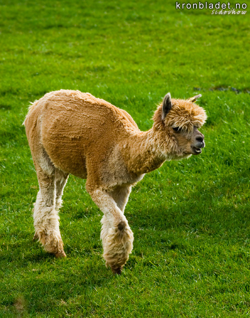Alpakka (Vicugna pacos) Alpaca (Vicugna pacos)