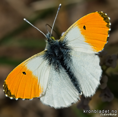 Aurorasommerfugl (Anthocharis cardamines), hann Orange Tip (Anthocharis cardamines), male