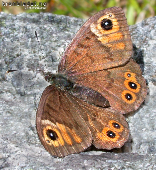 Bergringvinge (Lasiommata petropolitana) Northern Wall Brown (Lasiommata petropolitana)