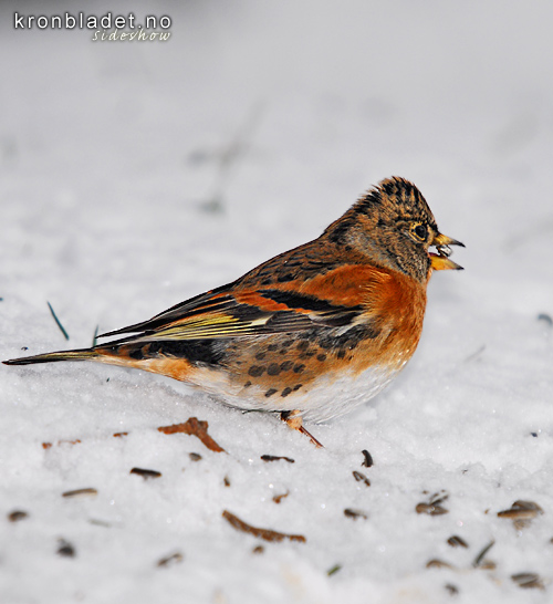 Bjrkefink (Fringilla montifringilla) Brambling (Fringilla montifringilla)