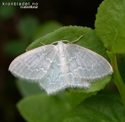 Blbrbladmlar (Jodis putata) - Blbrbladmler Emerald (Jodis putata)