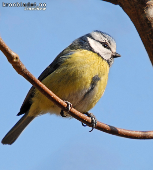 Blmeis (Cyanistes caeruleus) Blue Tit (Cyanistes caeruleus)