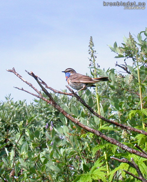Blstrupe (Luscinia svecica) Bluethroat (Luscinia svecica)