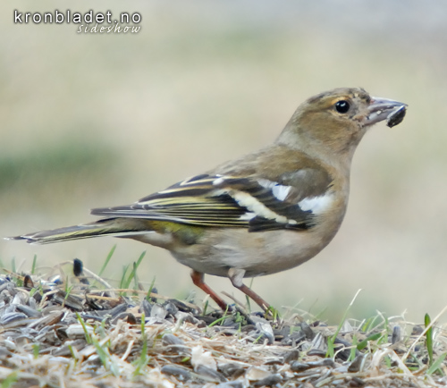 Bokfink, ho (Fringilla coelebs) Chaffinch, female (Fringilla coelebs)