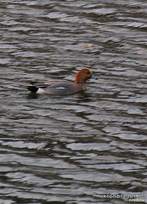 Brunnakke (Anas penelope), hann Wigeon (Anas penelope), male