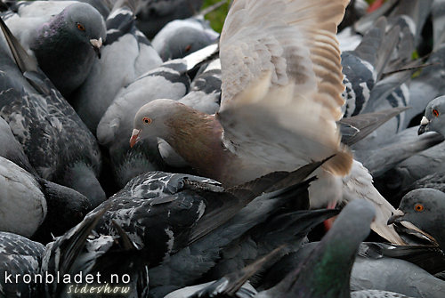 Byduer (Columba livia domestica) Feral Pigeons (Columba livia domestica)