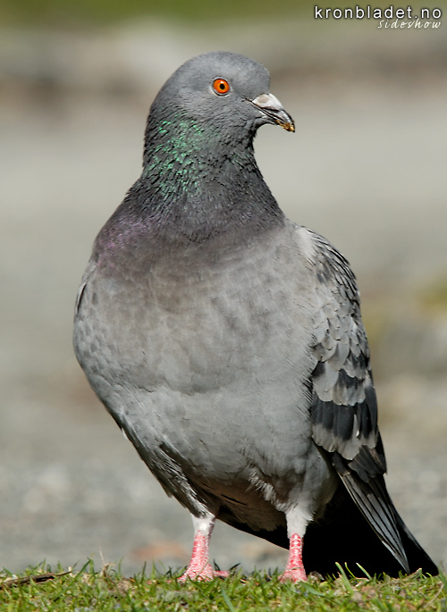 Bydue (Columba livia domestica) Feral Pigeon (Columba livia domestica)