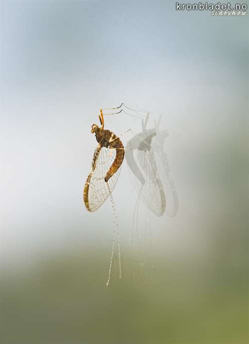 Dgnfloge (Ephemeroptera) - Dgnflue Mayfly (Ephemeroptera)
