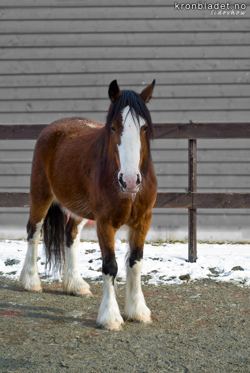 Hest (Equus caballus), Dlahest, Gudbrandsdalshest - Dlehest Horse (Equus caballus), Dole Gudbrandsdal (Norwegian breed)