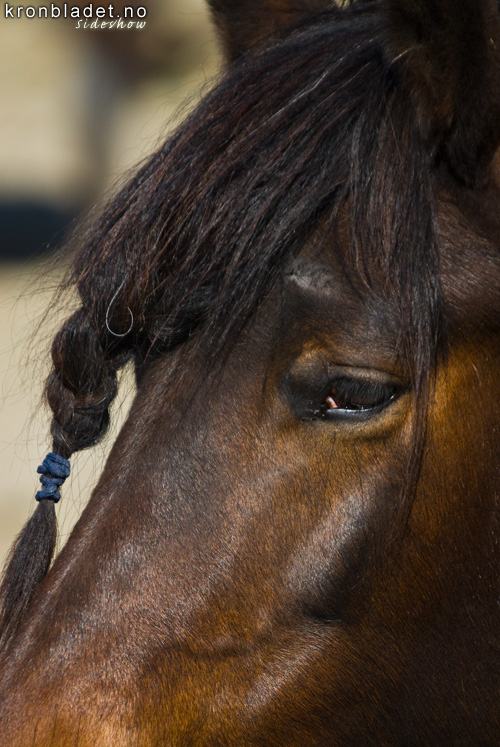 Hest (Equus caballus), Dlahest, Gudbrandsdalshest - Dlehest Horse (Equus caballus), Dole Gudbrandsdal (Norwegian breed)