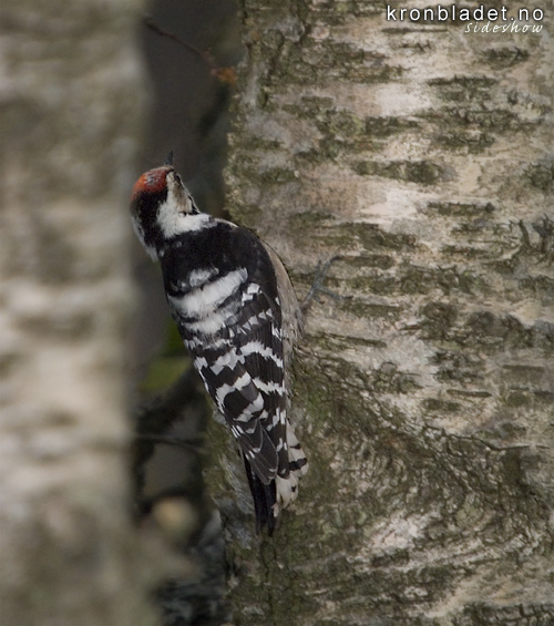 Dvergspett (Dendrocopus minor), hann Lesser Spotted Woodpecker (Dendrocopus minor), male