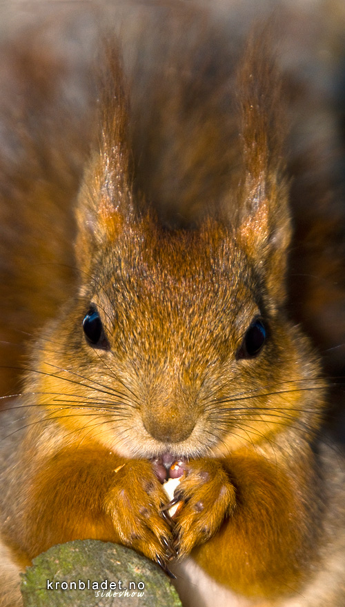Ekorn (Sciurus vulgaris) Squirrel (Sciurus vulgaris)