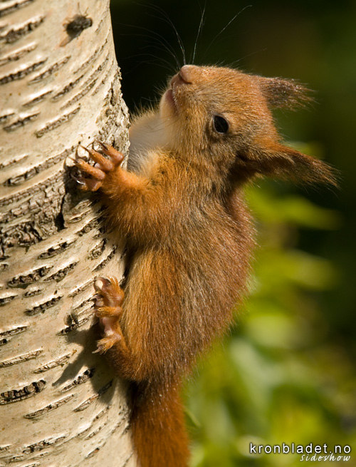 Ekorn (Sciurus vulgaris) unge Squirrel (Sciurus vulgaris), juvenile