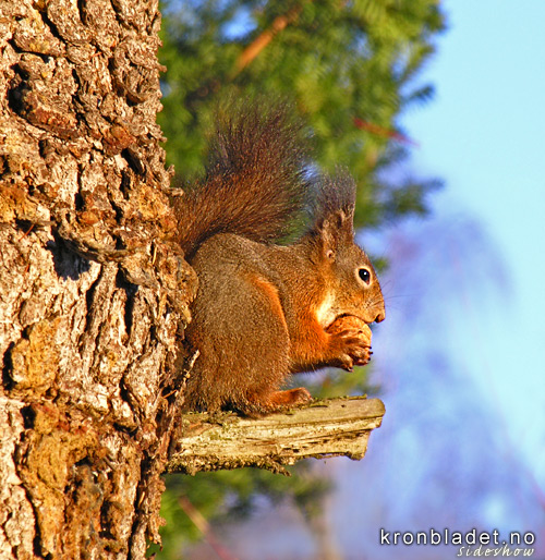 Ekorn (Sciurus vulgaris) Squirrel (Sciurus vulgaris)