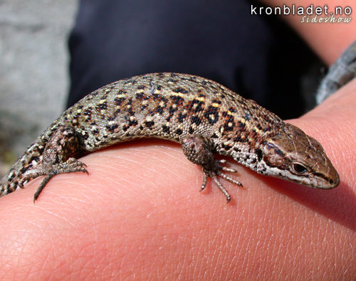 Firfirsle, hann (Lacerta viviparia) Common Lizard, male (Lacerta viviparia)