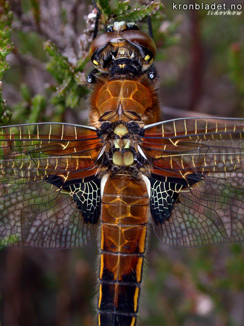 Firflekklibelle (Libellula quadrimaculata) Four-spotted Chaser (Libellula quadrimaculata)