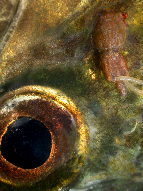 Lakselus (Lepeophtheirus salmonis), Vaksen ho Salmon louse - sea lice (Lepeophtheirus salmonis) Adult female