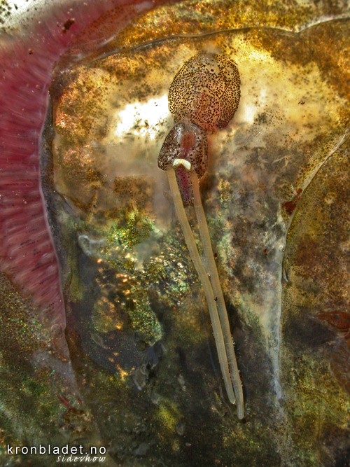 Lakselus (Lepeophtheirus salmonis), Vaksen ho med eggstrenger Salmon louse - sea lice (Lepeophtheirus salmonis) Adult female with egg strings