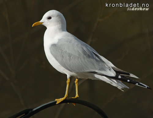 Fiskemse (Larus canus) - Fiskemke Common Gull (Larus canus)