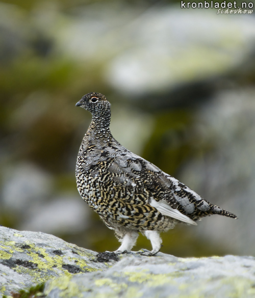 Fjellrype (Lagopus muta), ho Rock Ptarmigan (Lagopus muta), female