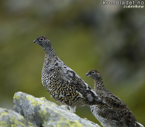 Fjellrype (Lagopus muta), ho og cf. hounge Rock Ptarmigan (Lagopus muta), female and female cf. juvenile