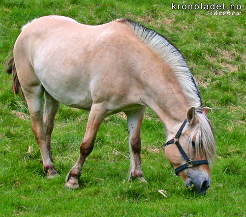 Hest (Equus caballus), Fjording Horse (Equus caballus), Fjording (Norwegian fjord horse)