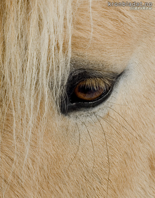 Hest (Equus caballus), Fjording Horse (Equus caballus), Fjording (Norwegian fjord horse)
