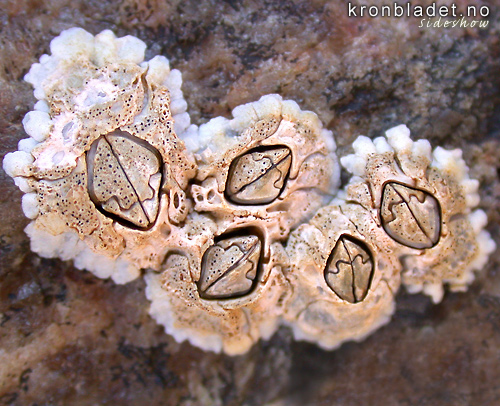 Fjrerur (Semibalanus balanoides) - Fjrerur Barnacle (Semibalanus balanoides)