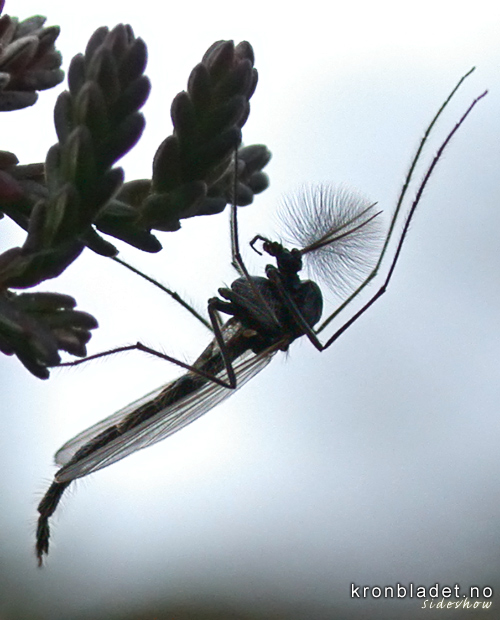 Fjrmygg, hann (Chironimidae) Chironomid midge, male (Chironimidae)