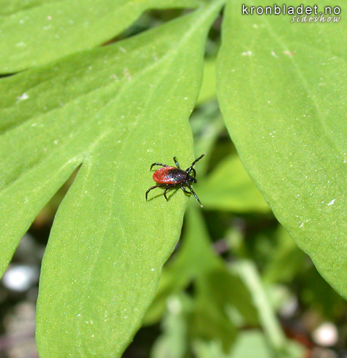 Skogfltt  (Ixodes ricinus) - fltt, hantikk, skogbjnn Sheep Tick (Ixodes ricinus) - Pasture Tick, Castor Bean Tick, Dog Tick