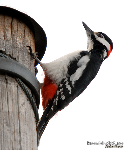 Flaggspett, hann (Dendrocopus major) Great Spotted Woodpecker, male (Dendrocopus major)