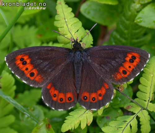 Flyelsringvinge (Erebia ligea) Arran brown (Erebia ligea)